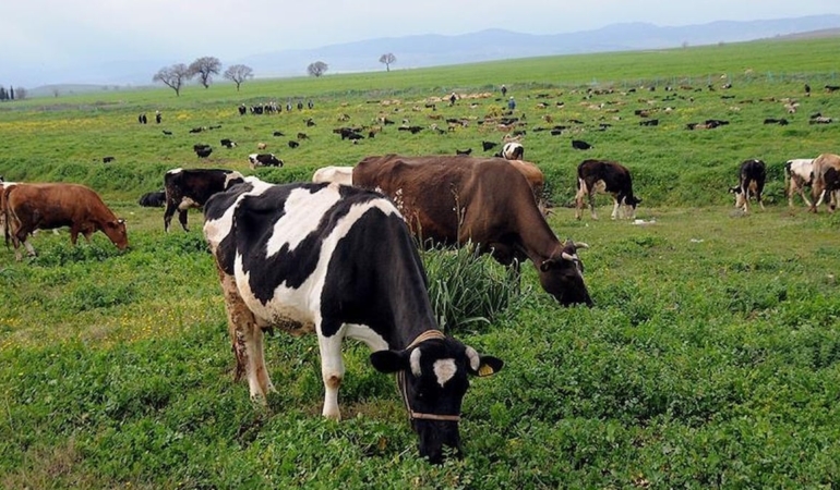 Mera Alanları, Yatırım Amaçlı Kullanıma Açıldı!