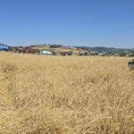 yangina-zamaninda-mudahale-bugday-tarlasini-kurtardi-1751649558374.jpeg