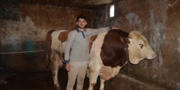 musta-1-ton-400-kiloluk-kurbanlik-sampiyon-boga-alicisini-bekliyor-1777640609835.jpg