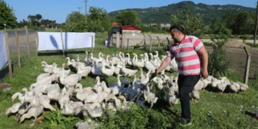 ordu-da-kaz-yetistiriciligi-buyuyor-1780402640-996_large.webp.webp