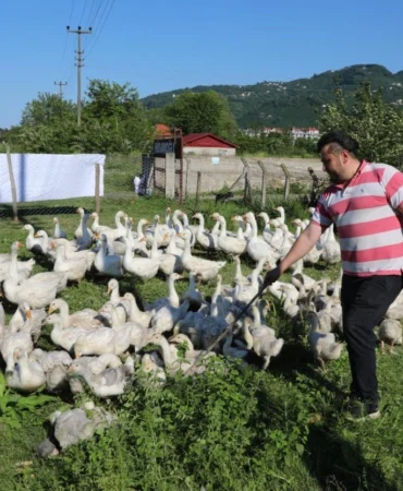 ordu-da-kaz-yetistiriciligi-buyuyor-1780402640-996_large.webp.webp